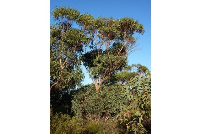Kangaroo island eucalyptus Kangaroo island eucalyptus