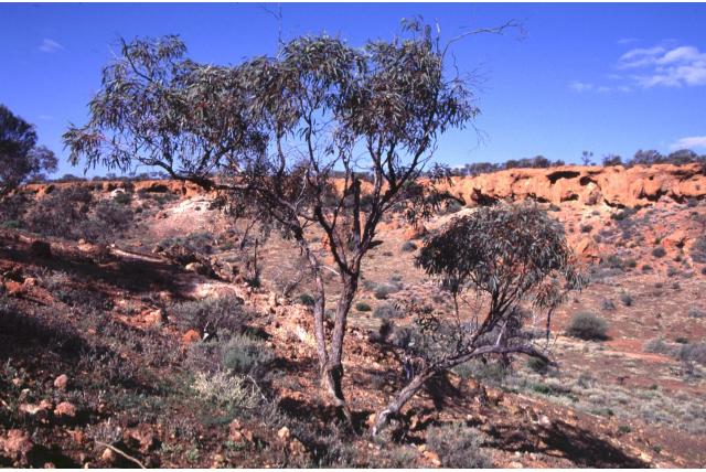 Lignotuber-eucalyptus Lignotuber-eucalyptus