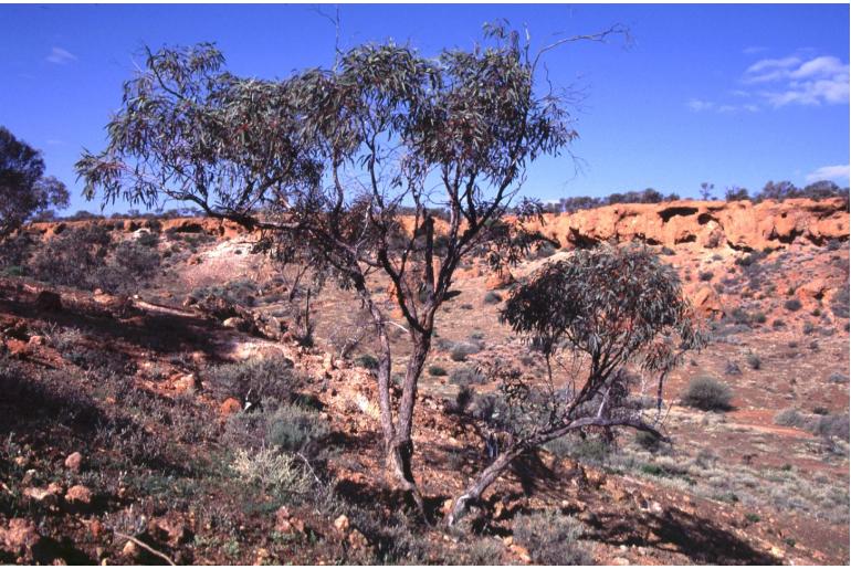 Eucalyptus repullulans 17872