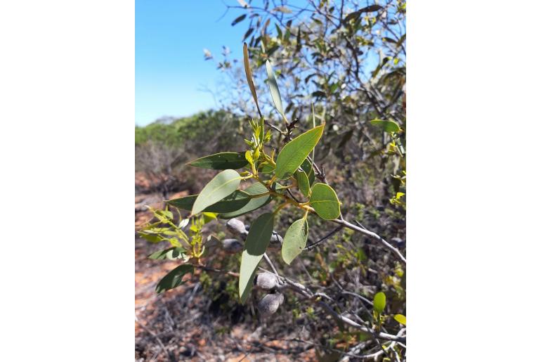 Eucalyptus roycei 17873