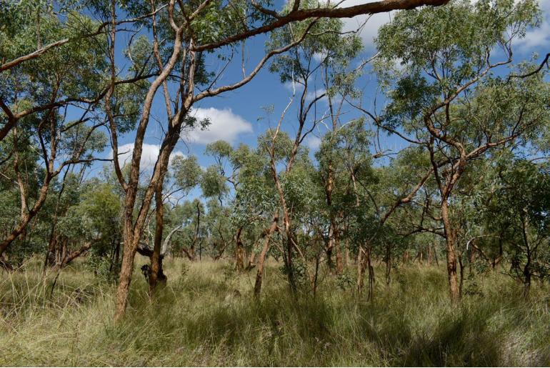 Eucalyptus similis 17875