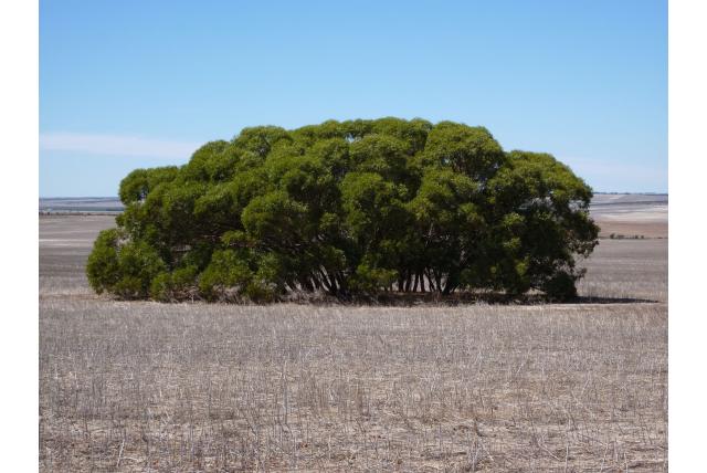 Donkere kofferbak Eucalyptus Donkere kofferbak Eucalyptus