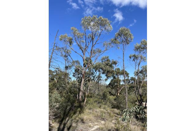 Youman's Eucalyptus Youman's Eucalyptus