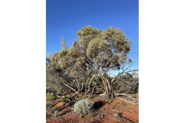 Helder eucalyptus Helder eucalyptus