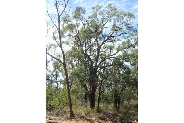 Slank pedicel gommier Slank pedicel gommier