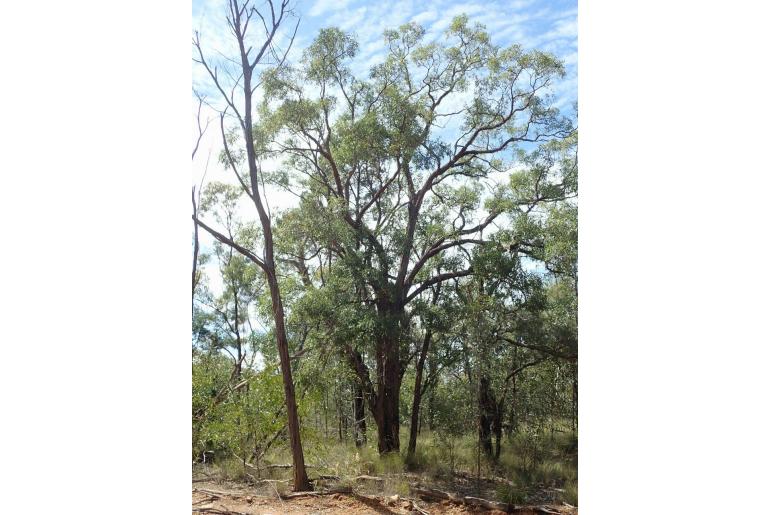 Eucalyptus tenuipes 17883