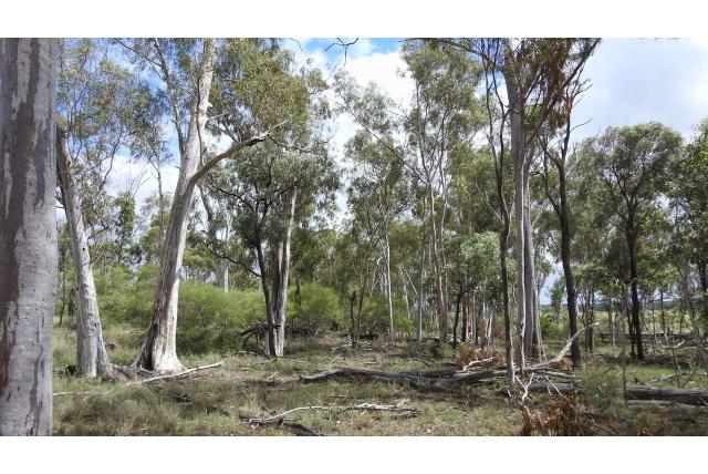 Thozet's eucalyptus Thozet's eucalyptus