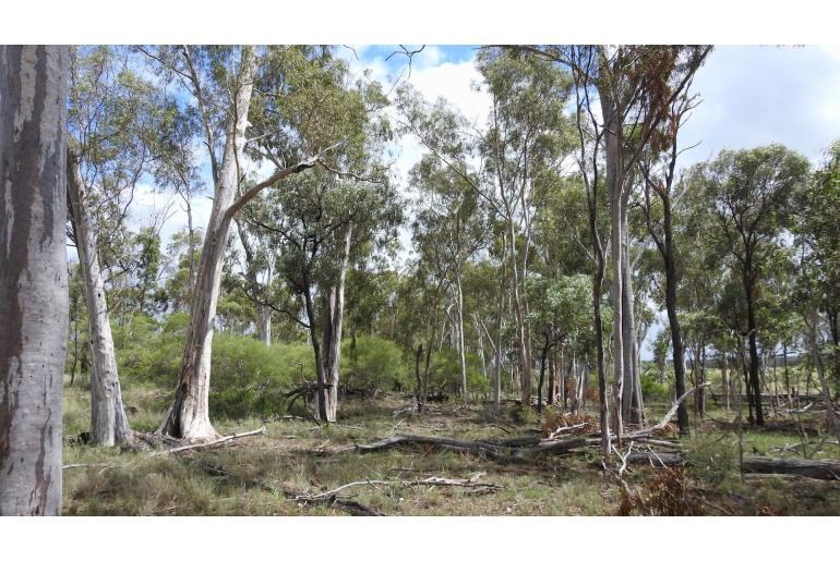 Eucalyptus thozetiana -17884