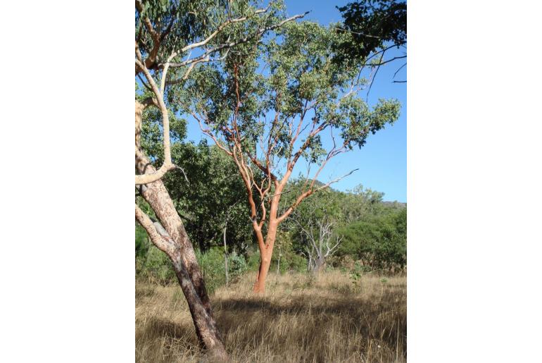 Eucalyptus tintinnans 17885