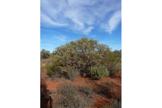 Webster's eucalyptus