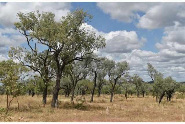 Wit's eucalyptus Wit's eucalyptus