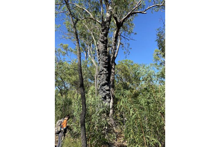 Eucalyptus brassiana -17894