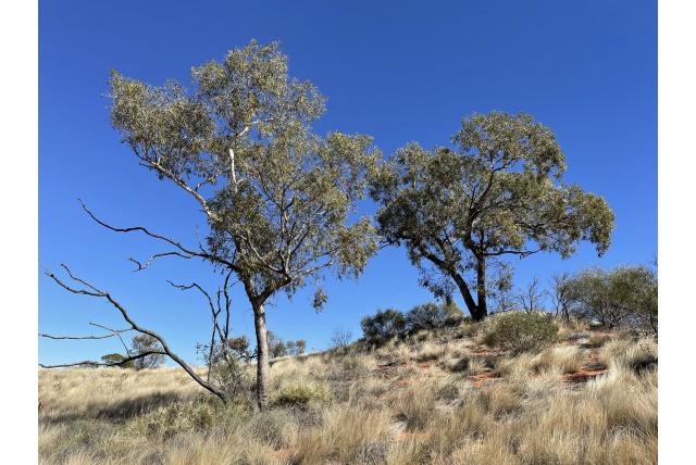 Chippendale Eucalyptus