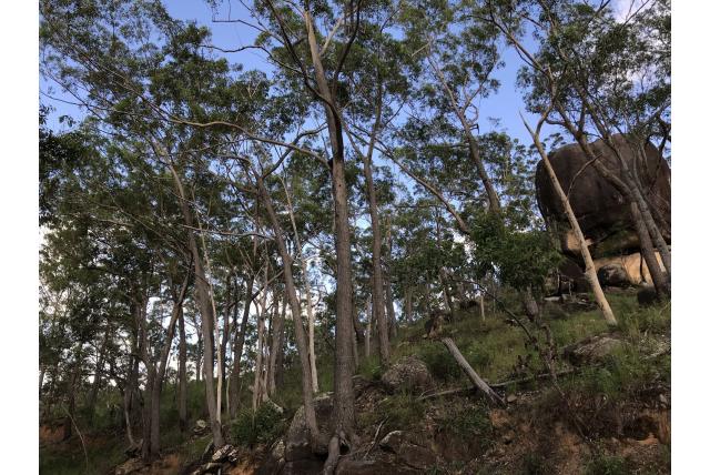 Gympie Eucalyptus