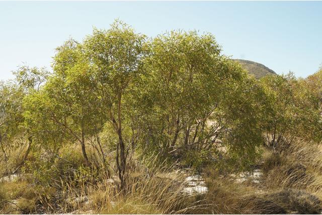 Heuvel Eucalyptus