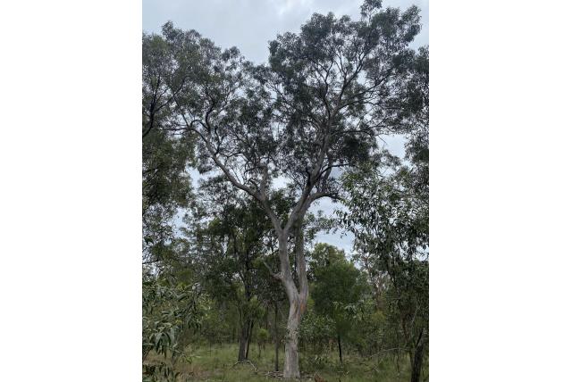 Hall's Eucalyptus Hall's Eucalyptus