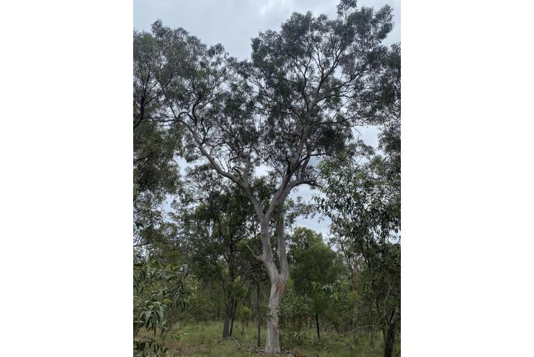 Eucalyptus hallii 17900