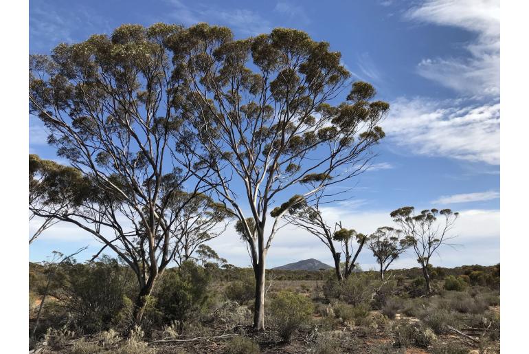 Eucalyptus kumarlensis 17902