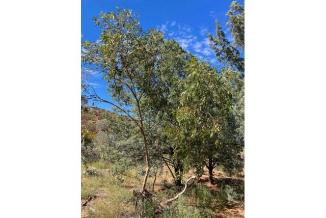 Glanzend bladerige Eucalyptus Glanzend bladerige Eucalyptus