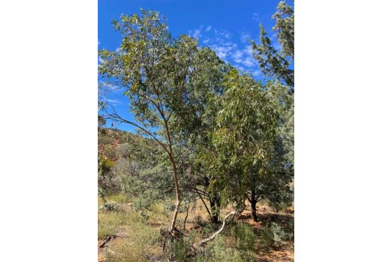 Eucalyptus lucens 17903