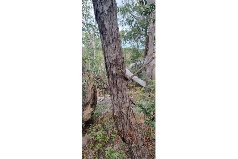Eucalyptus mediocris 17904
