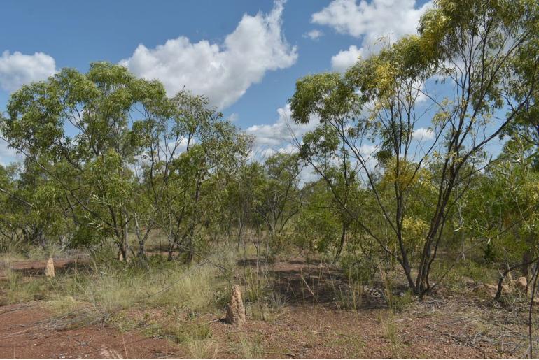 Eucalyptus normantonensis 17905