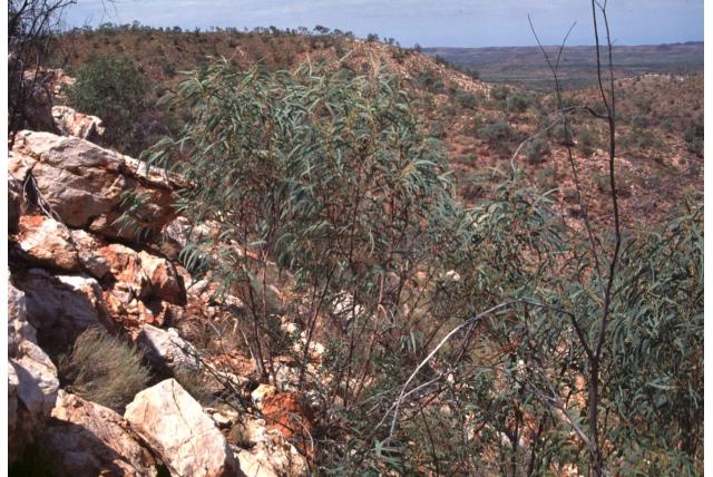 Blote stam Eucalyptus Blote stam Eucalyptus