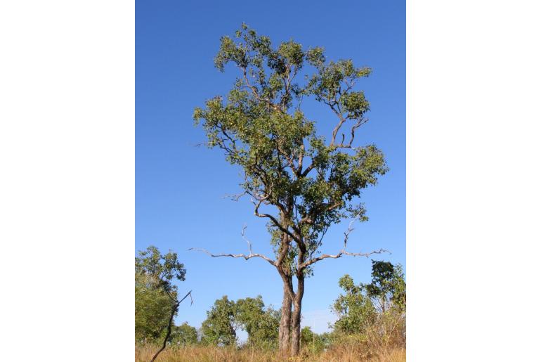 Eucalyptus oligantha 17907