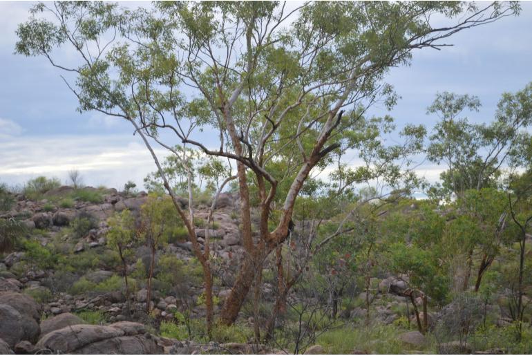Eucalyptus phoenicea 17908