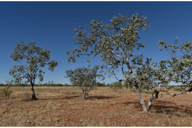 Wasachtige Eucalyptus