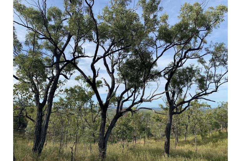 Eucalyptus staigeriana -17911