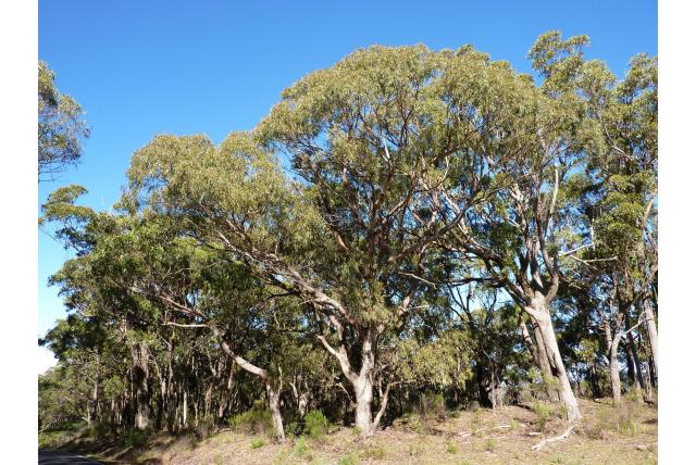 Vulkanisch Eucalyptus Vulkanisch Eucalyptus