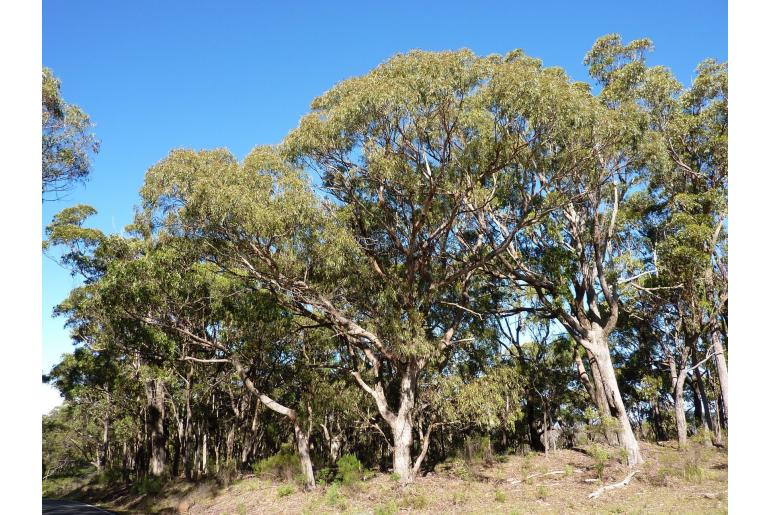 Eucalyptus volcanica -17915