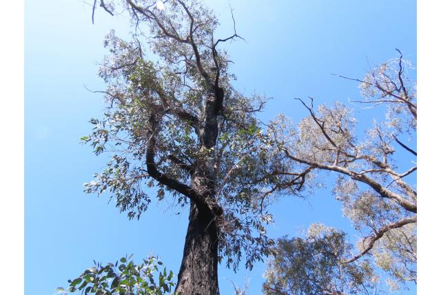 William's Eucalyptus William's Eucalyptus