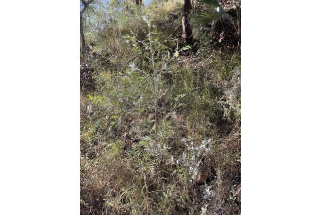 Gebroken grevillea