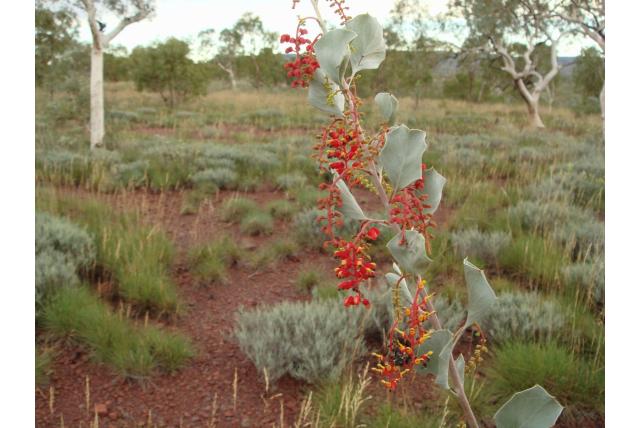 Harige Wickham's grevillea
