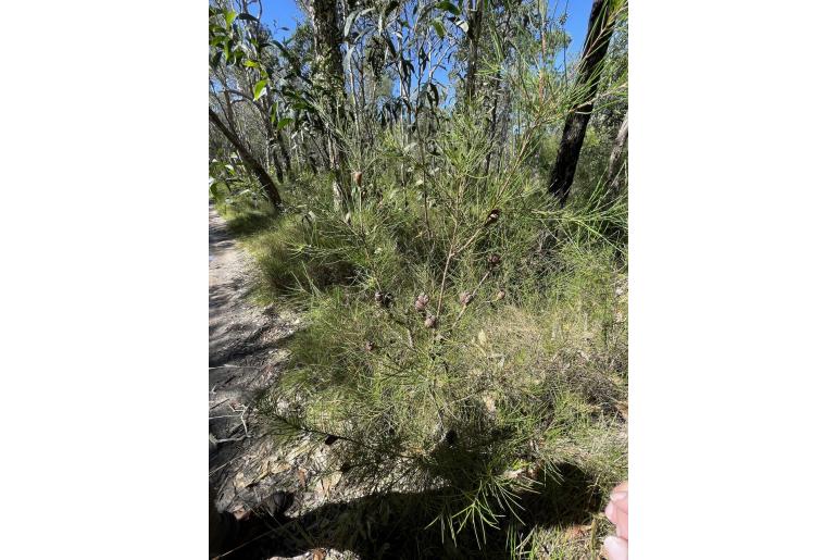 Hakea actites -17927