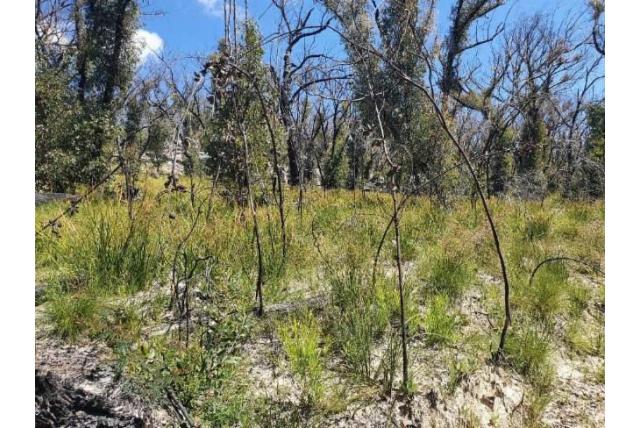 Hakea met breedsnavelig fruit Hakea met breedsnavelig fruit