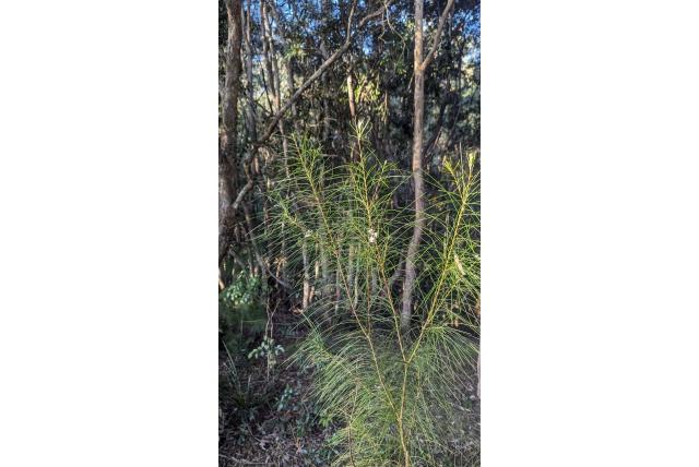 Hakea met gele gevleugelde zaden Hakea met gele gevleugelde zaden