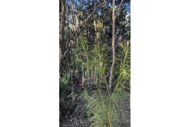 Hakea ochroptera -17931