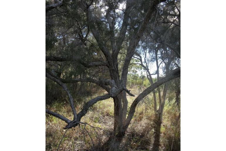 Melaleuca minutifolia -17936