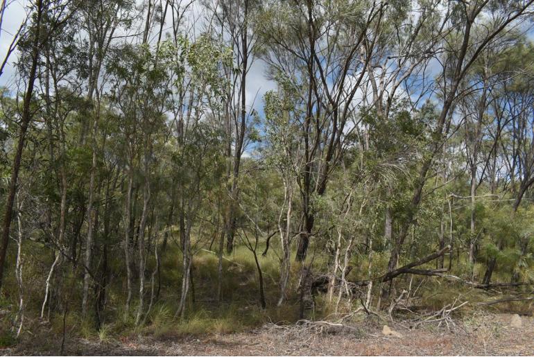 Melaleuca nervosa -17937
