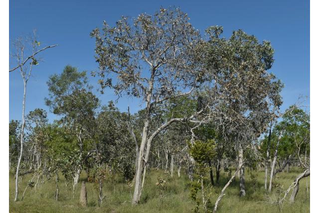 Groen-bladerige melaleuca