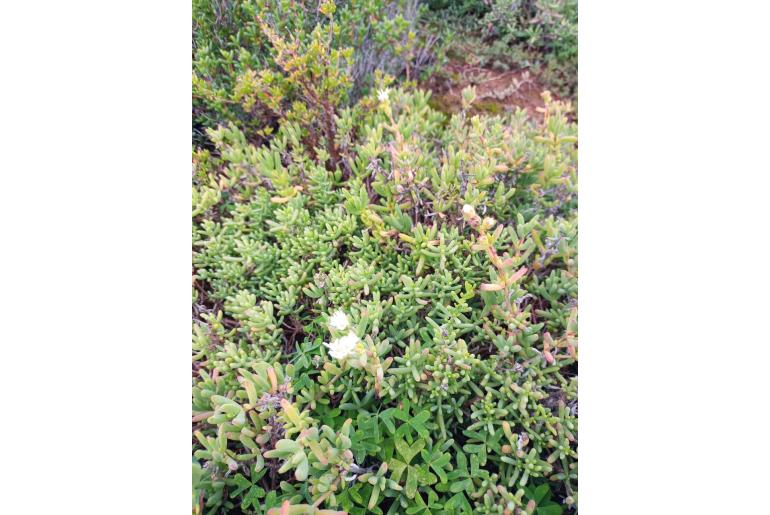 Delosperma subincanum Delosperma subincanum -17944