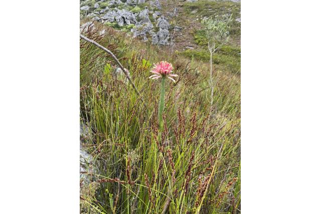 Gegroepeerde bloemige Erica
