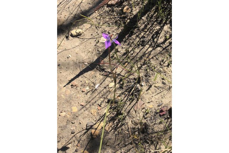 Moraea tripetala ssp jacquiniana -17954