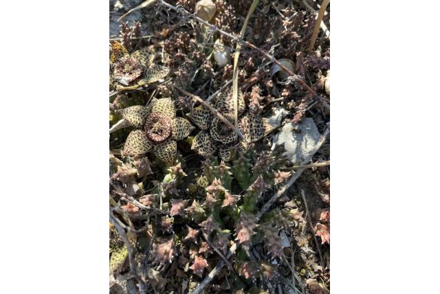 Zeester cactus