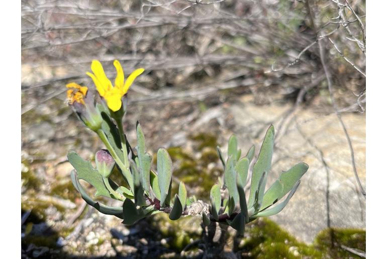 Othonna quercifolia -17956