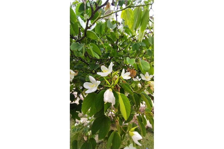 Bauhinia acuminata -17958