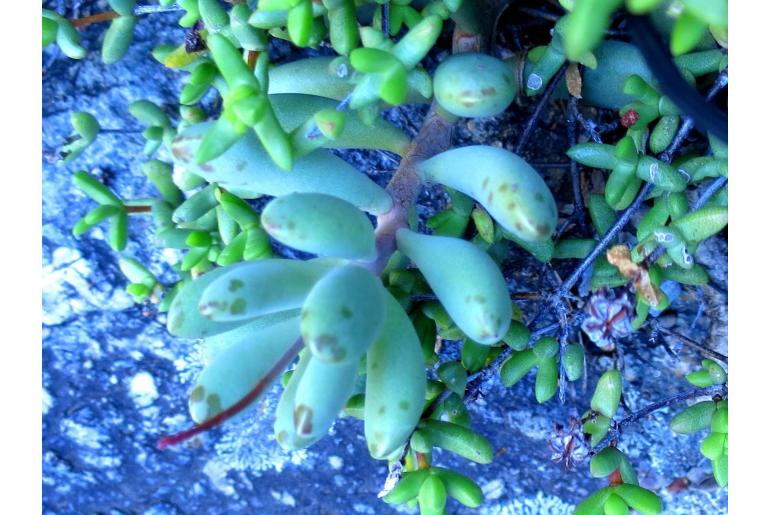 Adromischus mammillaris -17961